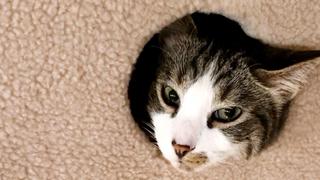 Cat S... Crazy!
