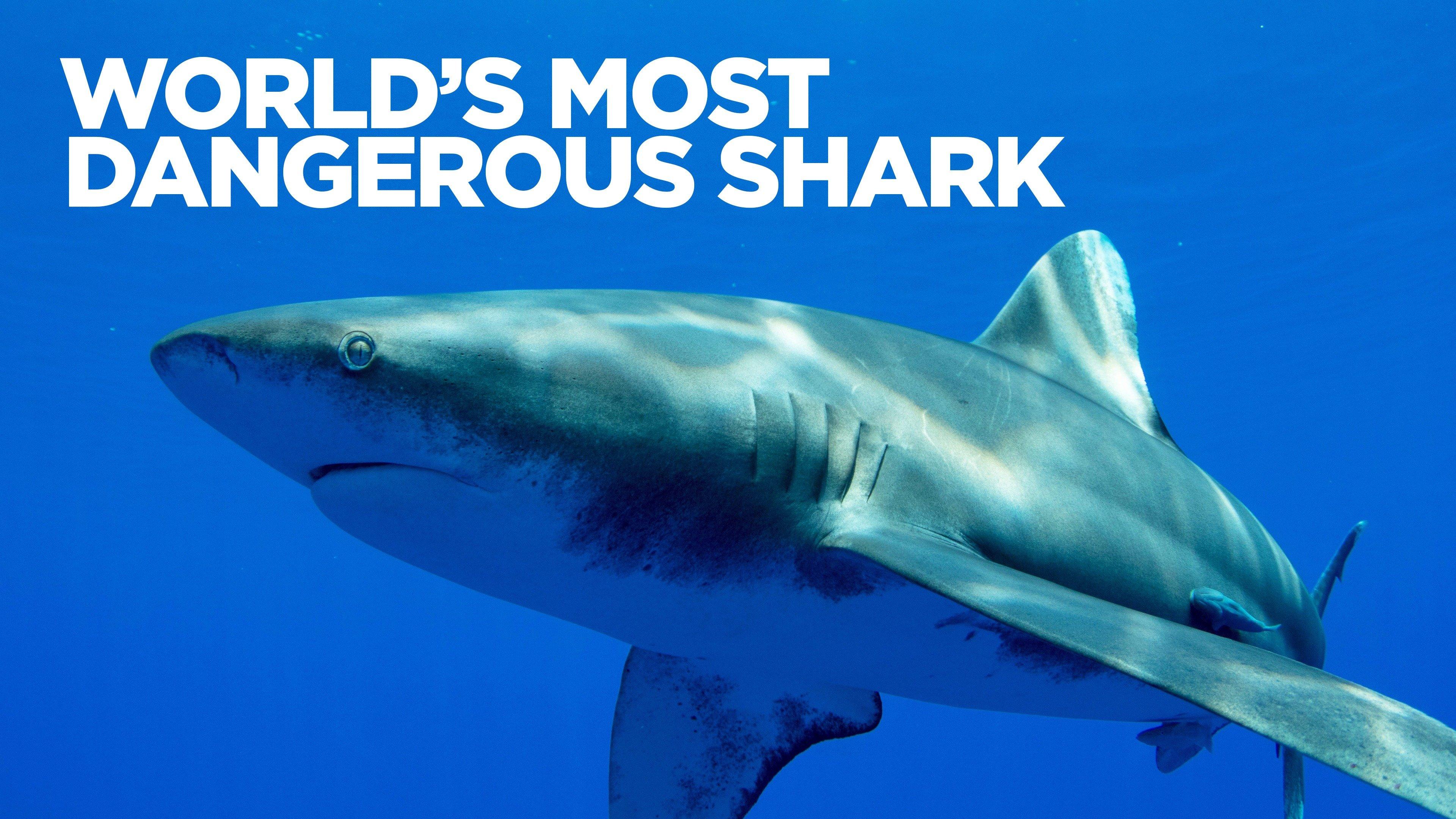 Watch World's Most Dangerous Shark Streaming Online On Philo (free Trial)