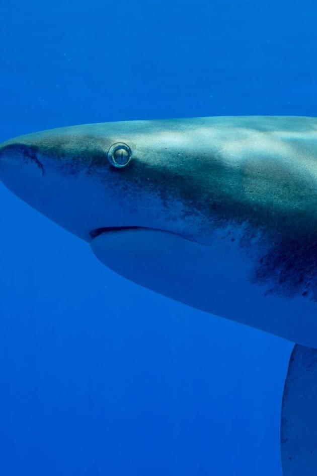 Shark Ganglands