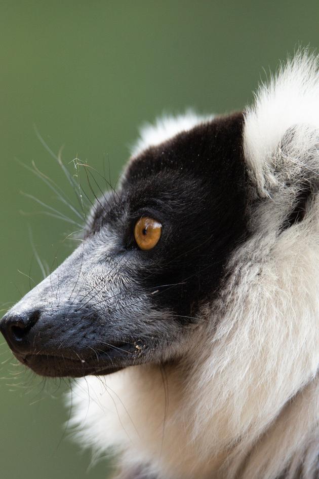 Madagascar: Africa's Galapagos
