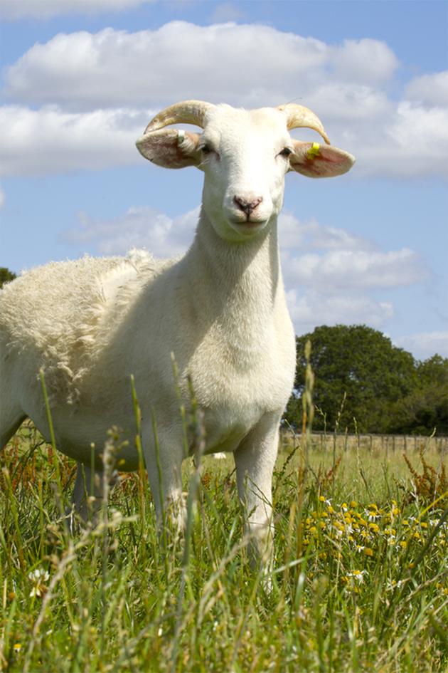 Wild Tales from the Farm