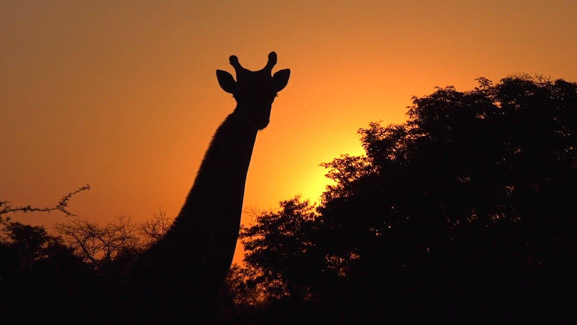 Epic Safari Encounters epic-safari-encounters