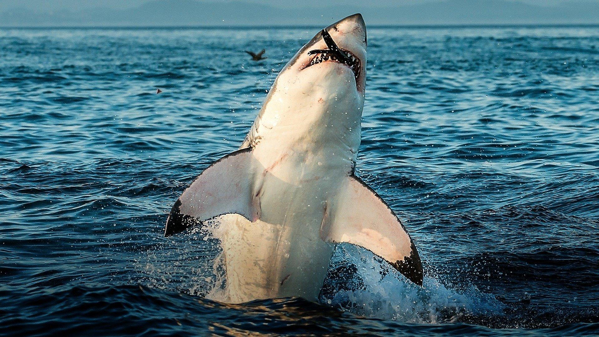 Air Jaws Ultimate Breach Off on Philo