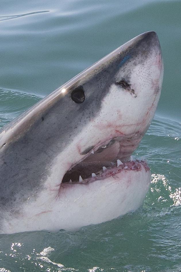 Air Jaws: Ultimate Breach Off
