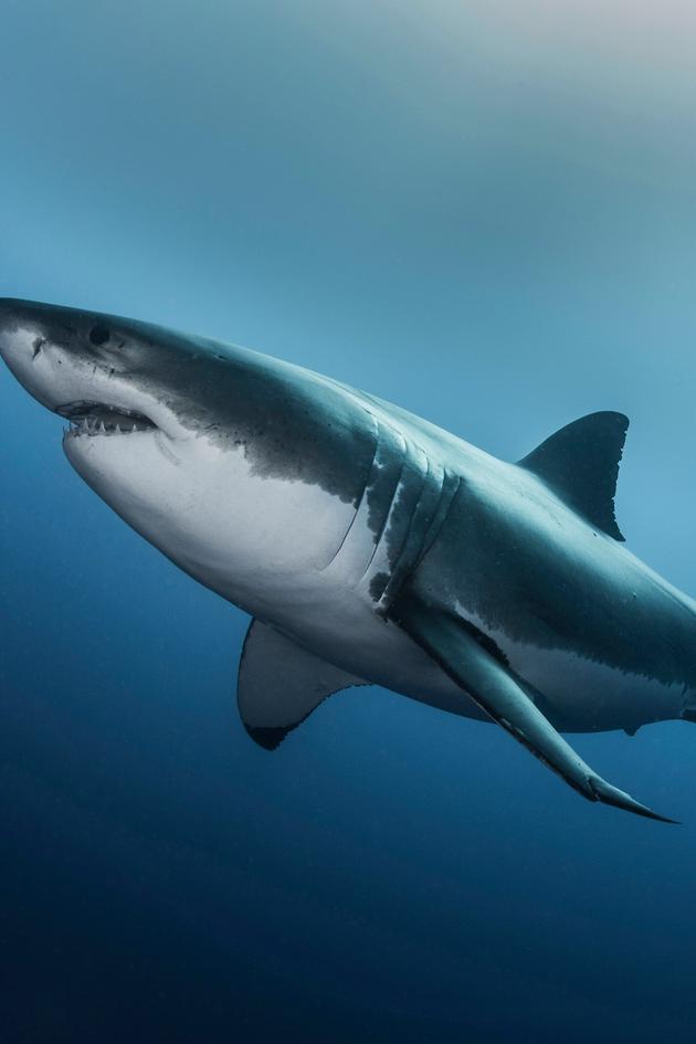 Jaws Awakens