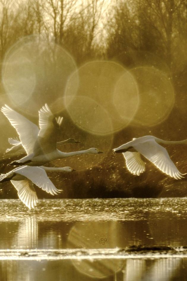 Swans: Mystery of the Missing