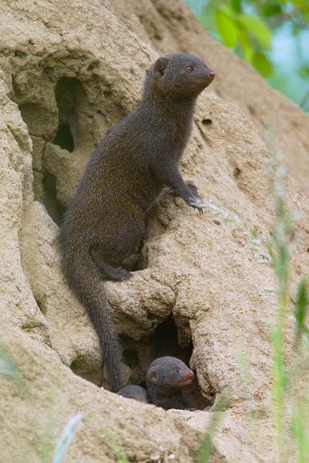 Africa's Wild Roommates