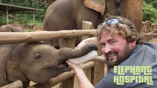 Elephant Hospital