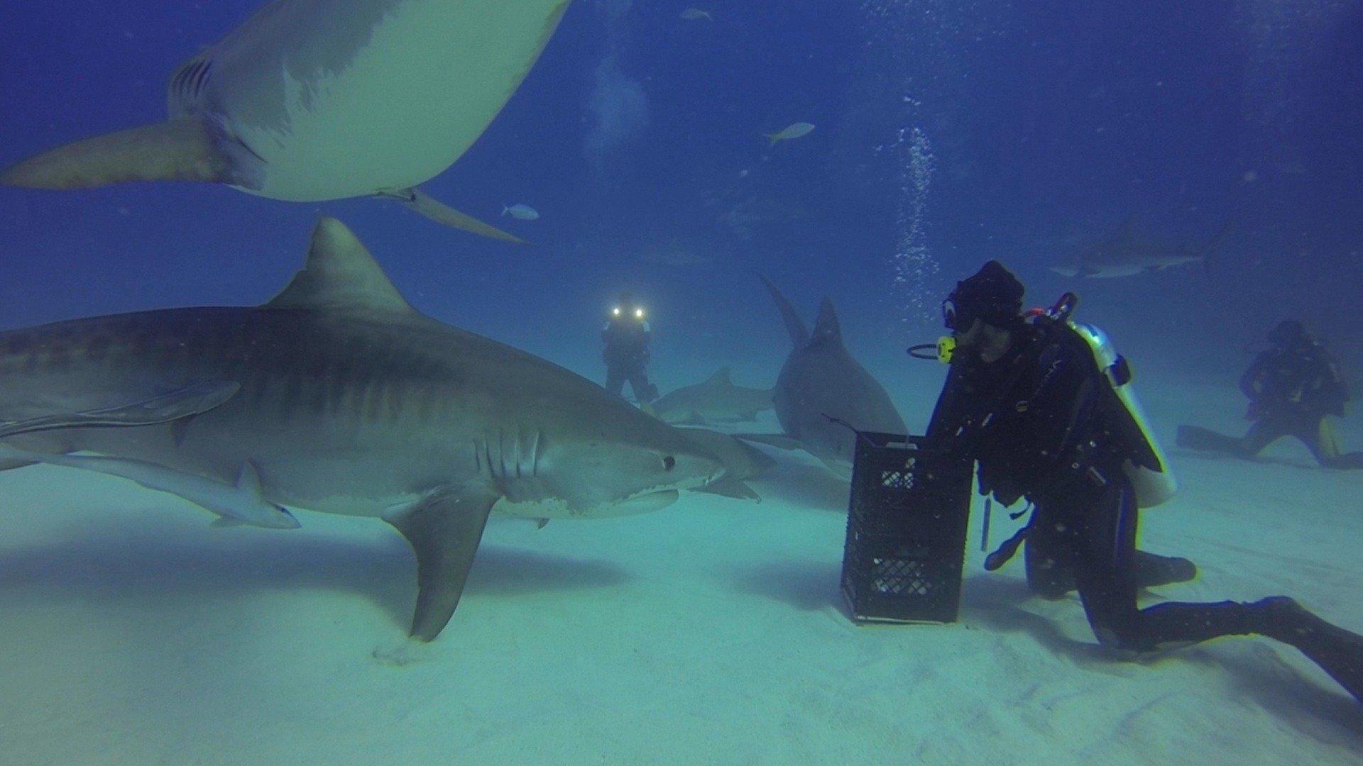 Viral Wild Current Events viral-wild-current-events