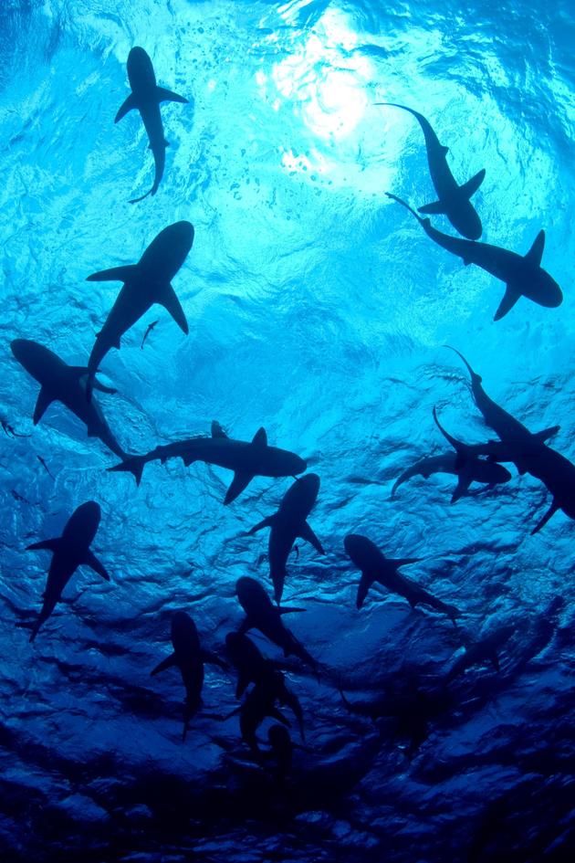 Save This Shark