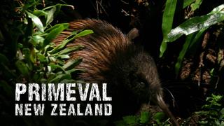 Primeval New Zealand