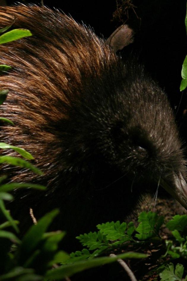 Primeval New Zealand