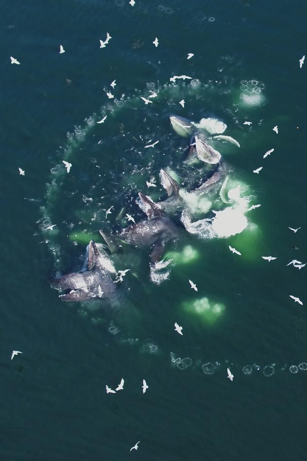 Ocean Super Predators