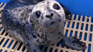 Animal Rescues