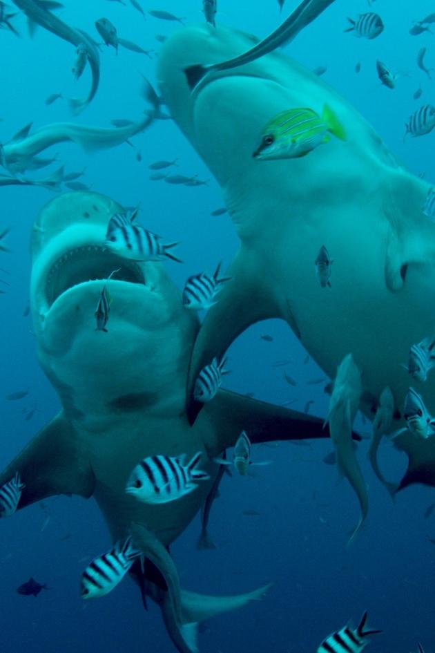 The Great Barrier Reef: A Living Treasure