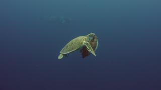 The Living Reef
