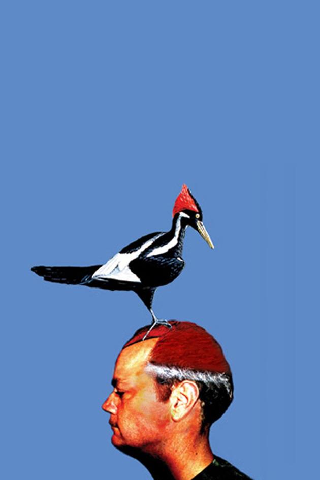 Woodpecker