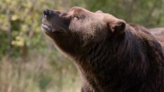 Bears