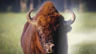 Bulls