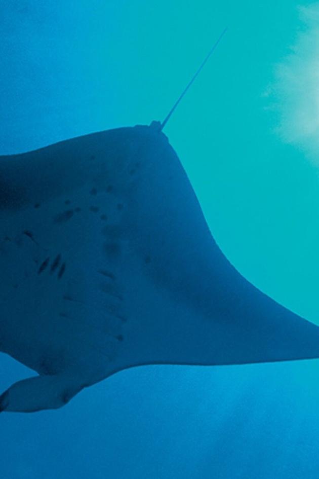 Planet Earth: The Blue Planet