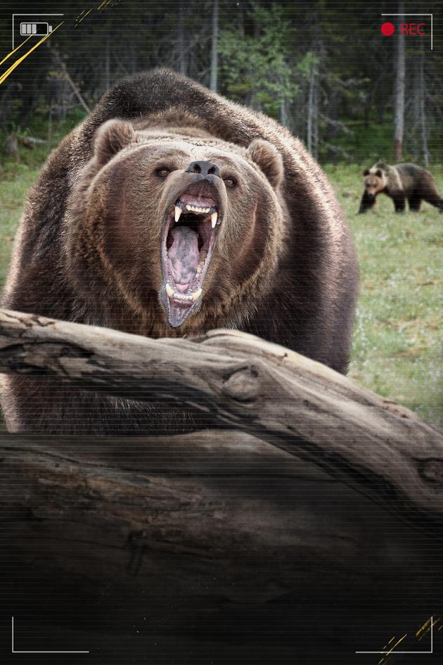 Nature Gone Wild