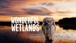 Wonderful Wetlands
