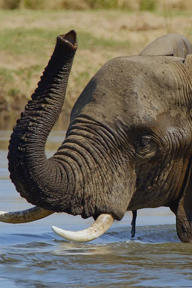 The Great Elephant Tale