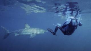Sharks