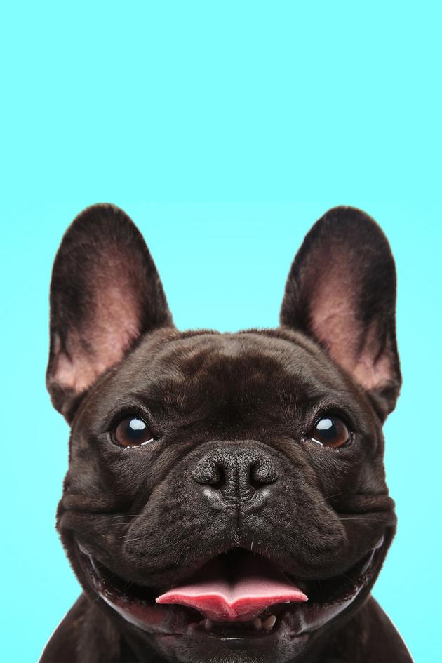 The Pet Collective Top 100 of 2020