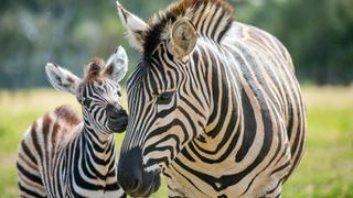 Surgery in the Savannah