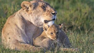 Kingdom of Predators
