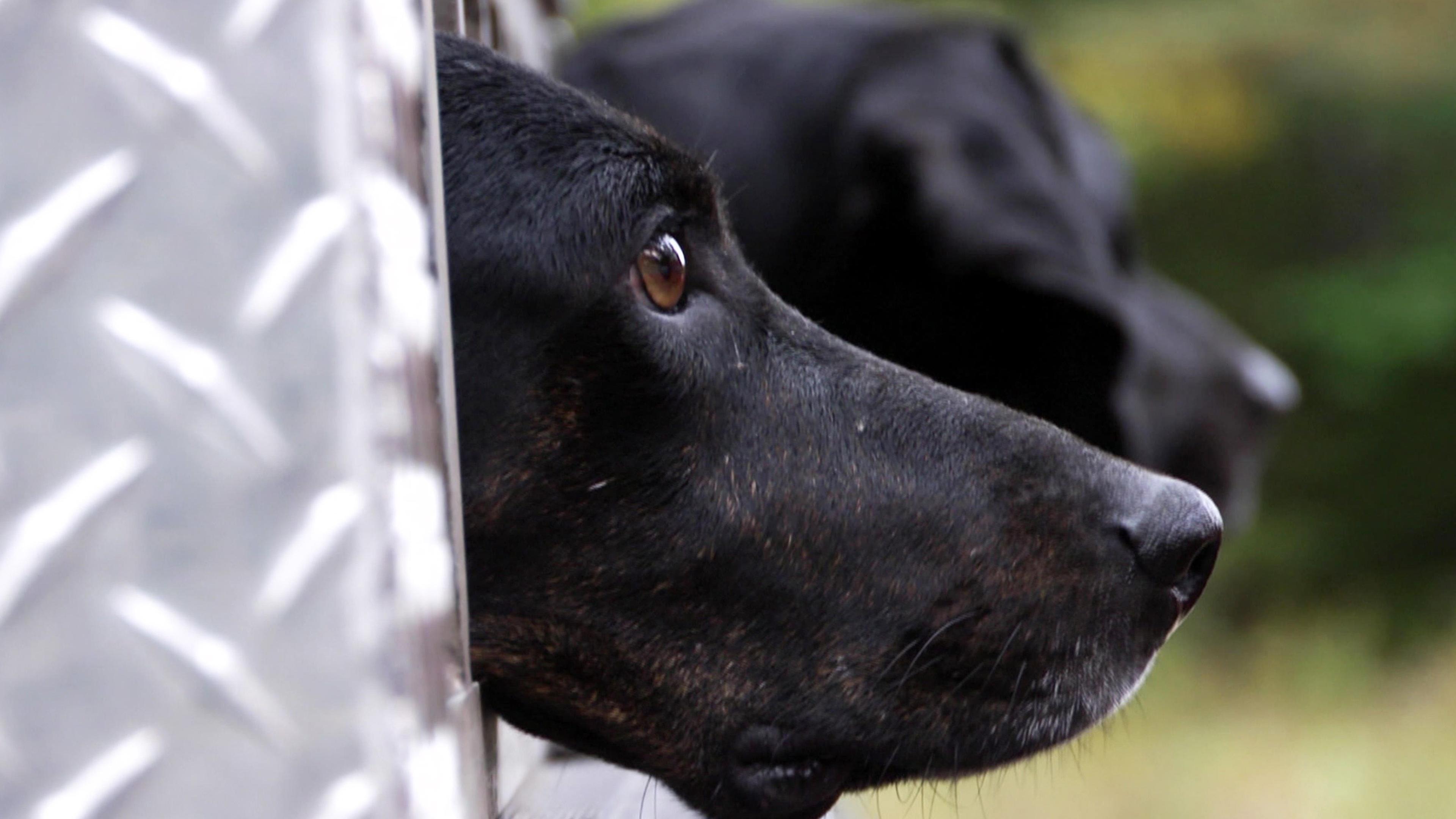 Watch WildFed: S1E1 - Black Bear & Wild Rice on Philo for Free