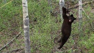 Bear on a Wire