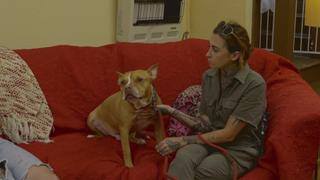 Pit Bulls and Parolees