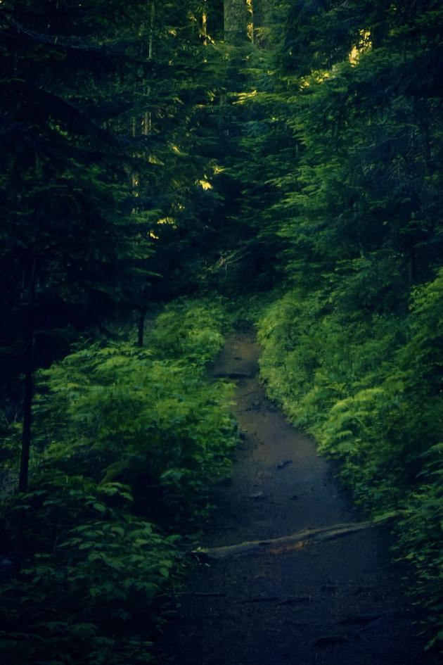 Bigfoot: I Saw It!