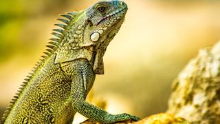 Iguana & Coconuts