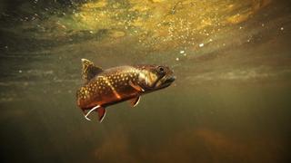 Brook Trout & Milkweed Flowers