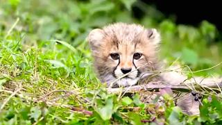 African Animals