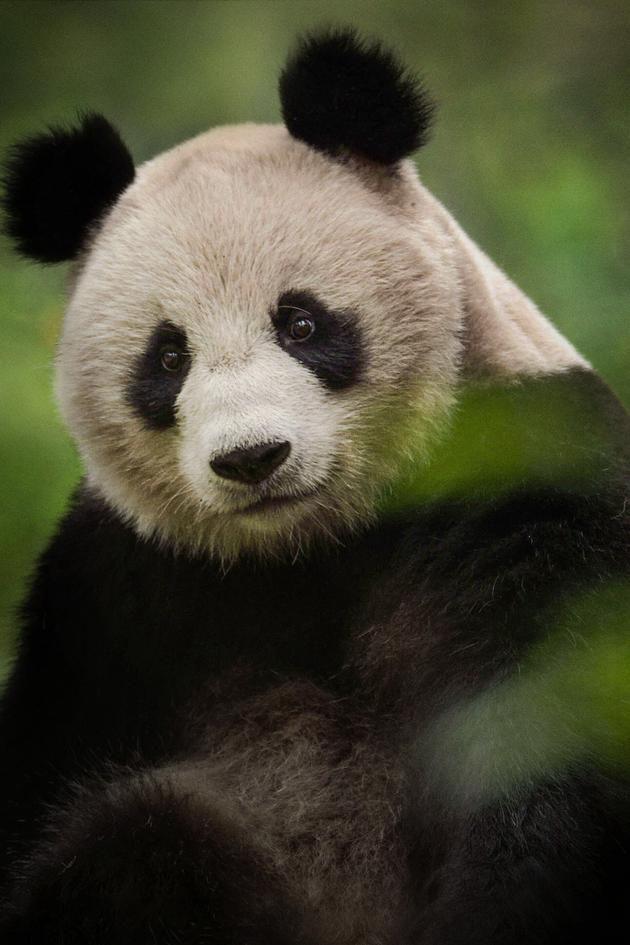 China: Nature's Ancient Kingdom