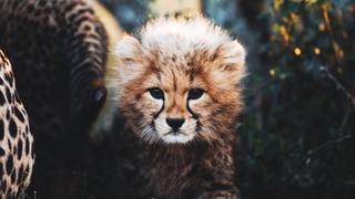 Usana the Cheetah Cub