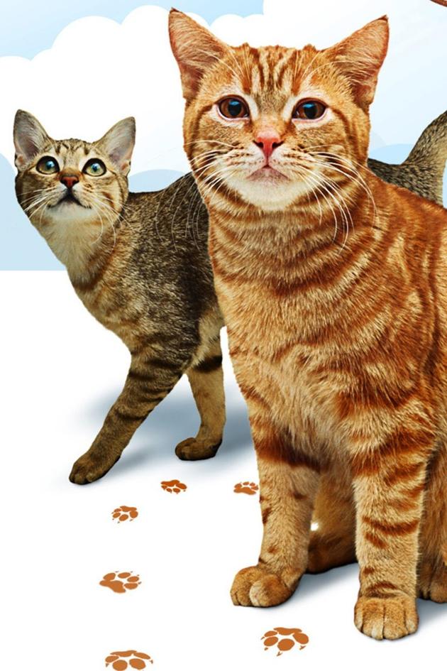 Cats 101