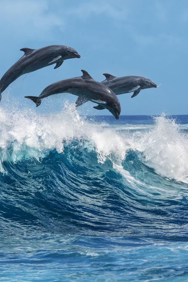 Ocean Wild
