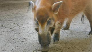 Hog Wild
