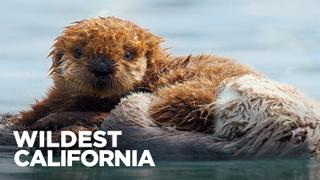 Wildest California