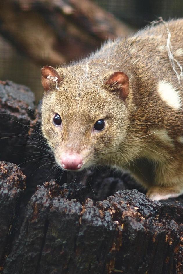 Tasmania: Curious Life of Quolls