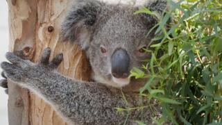 Koala Boys