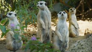 Dining With Meerkats
