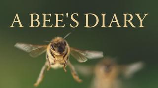 A Bee's Diary