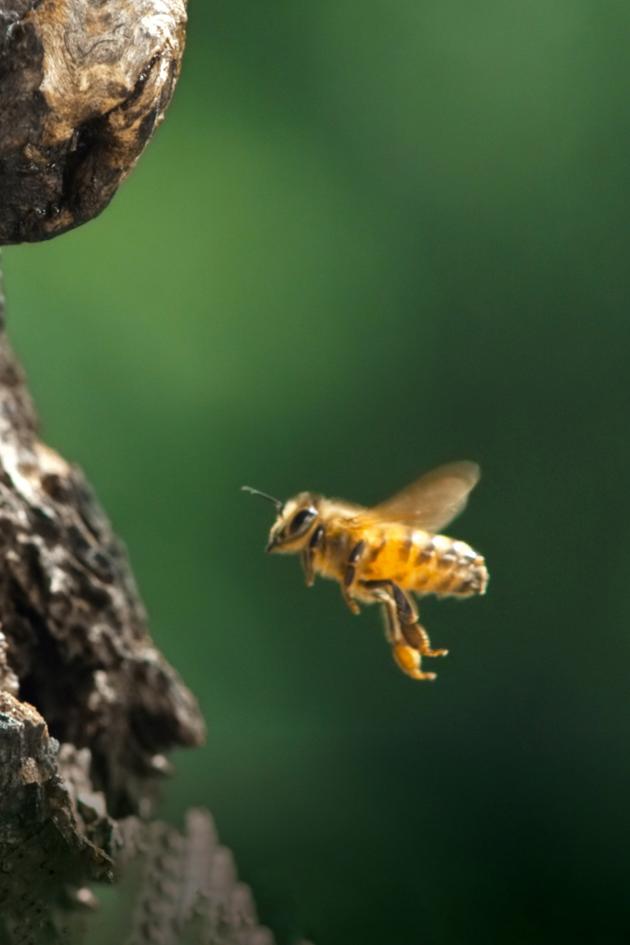 A Bee's Diary