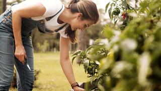 Good Soil